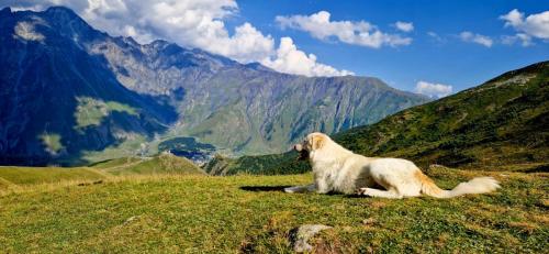 Elbrus