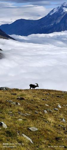 Karol Adamski Safe2Summits Matterhorn